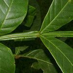 Guarea pterorhachis leaf picture by Nelson Zamora Villalobos (cc-by-nc)