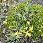 Halenia pulchella habit picture by Fabien Anthelme (cc-by-sa)