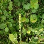 Achyranthes aspera fruit picture by Shravan Kumbhare (cc-by-sa)