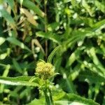 Lactuca virosa flower picture by Patrick Patrick van der Wiel (cc-by-sa)