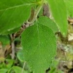 Scutellaria alabamensis leaf picture by Bruce Winter (cc-by-sa)