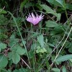 Centaurea nigrescens flower picture by laura laura (cc-by-sa)