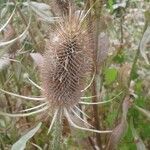 Dipsacus fullonum fruit picture by ludovic riche (cc-by-sa)