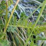 Pedicularis gyroflexa habit picture by Yoan MARTIN (cc-by-sa)