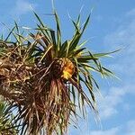 Pandanus tectorius fruit picture by don michalski (cc-by-sa)