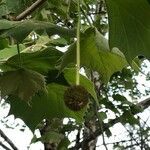 Platanus occidentalis fruit picture by Vieira Neto Eduardo (cc-by-sa)