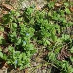 Veronica arvensis habit picture by Sabina Hartmann (cc-by-sa)