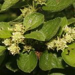 Lippia cardiostegia habit picture by Nelson Zamora Villalobos (cc-by-nc)