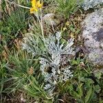 Jacobaea incana habit picture by Pietro Brignoli (cc-by-sa)