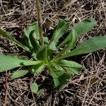 Pallenis spinosa leaf picture by John Walsh (cc-by-sa)