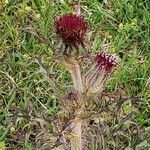 Cirsium horridulum flower picture by Becca McCoy (cc-by-sa)