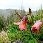 Gentianella cernua flower picture by Fabien Anthelme (cc-by-sa)