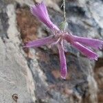 Dianthus pendulus flower picture by Xeve Dor (cc-by-sa)