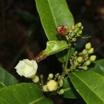 Allomarkgrafia brenesiana fruit picture by Nelson Zamora Villalobos (cc-by-nc)