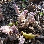 Lathraea squamaria habit picture by huy HO (cc-by-sa)