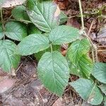 Rubus schleicheri leaf picture by Jakub Rudnicki (cc-by-sa)