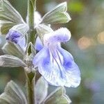 Salvia pallida flower picture by Trap Hers (cc-by-sa)