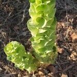 Moluccella laevis leaf picture by Yigal Mor (cc-by-sa)