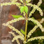 Urtica membranacea fruit picture by Martin Bishop (cc-by-sa)