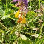 Melampyrum subalpinum flower picture by Patrik Luther (cc-by-sa)