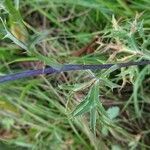 Eryngium amethystinum leaf picture by Castle Castle (cc-by-sa)