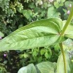 Zinnia haageana leaf picture by Valentin Fleury (cc-by-sa)