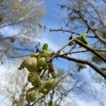 Ulmus glabra flower picture by jy lopez (cc-by-sa)