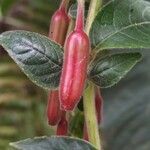 Fuchsia boliviana fruit picture by Jean-Christophe Lombardo (cc-by-sa)