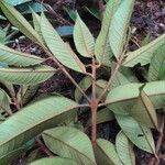 Vochysia ferruginea leaf picture by SINAC Pérez Greivin (cc-by-sa)