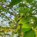 Juglans nigra flower picture by Lyndon Chan (cc-by-sa)