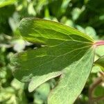 Aquilegia pyrenaica leaf picture by laurent boniface (cc-by-sa)