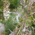 Epilobium angustifolium fruit picture by Michael Andresek (cc-by-sa)