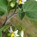 Solanum chenopodioides flower picture by Rossi Marco (cc-by-sa)