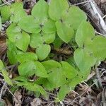 Hepatica nobilis leaf picture by Matteo Fontana (cc-by-sa)