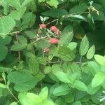 Rubus occidentalis fruit picture by L (cc-by-sa)