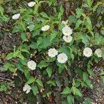 Cistus populifolius habit picture by Prieta Javier (cc-by-sa)