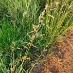 Eragrostis superba flower picture by susan brown (cc-by-sa)