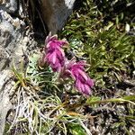 Saxifraga media habit picture by Llandrich anna (cc-by-sa)