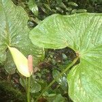 Anthurium formosum leaf picture by SINAC Pérez Greivin (cc-by-sa)