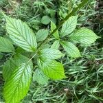 Rubus leightonii leaf picture by Violaine Hermier (cc-by-sa)