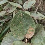 Dombeya ficulnea leaf picture by bruno trebel (cc-by-sa)