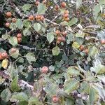 Pyrus cordata fruit picture by guylachaud (cc-by-sa)