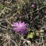 Centaurea deusta flower picture by Francesco Carpita (cc-by-sa)