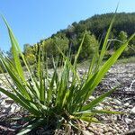 Carex olbiensis habit picture by francois tissot (cc-by-sa)