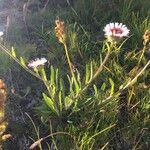 Erigeron alpinus habit picture by Daniel Barthelemy (cc-by-nc)