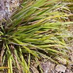 Paspalum pectinatum leaf picture by Nelson Zamora Villalobos (cc-by-nc)