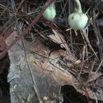 Chimaphila maculata fruit picture by Hannah Renner (cc-by-sa)