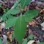 Asclepias exaltata leaf picture by Chase Hammack (cc-by-sa)