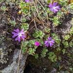 Primula minima habit picture by Claus-Dieter Seidel (cc-by-sa)