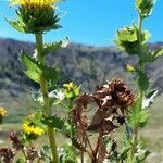 Grindelia buphthalmoides leaf picture by Trap Hers (cc-by-sa)